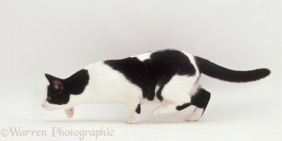 Black-and-white cat stalking