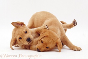 Yellow Labrador Retriever pups play-fighting