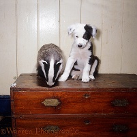 Badger cub and black-and-white Border Collie pup