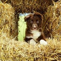 Border Collie puppy among straw bales