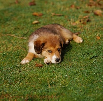 Collie-cross pup, 10 weeks old