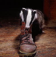 Badger investigating a Dr Marten boot