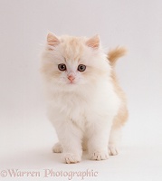 Pale ginger-and-white fluffy kitten