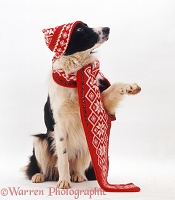 Black-and-white Border Collie wearing hat and scarf