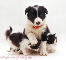 Border Collie puppy and kittens