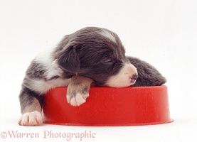 Border Collie-cross pup, 3 weeks old, sleeping in a bowl