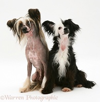 Chinese crested dog pair, sitting