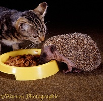 Tabby kitten and young Hedgehog sharing food