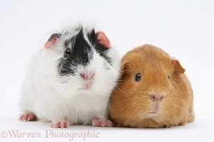 Black-and-white and red Guinea Pigs
