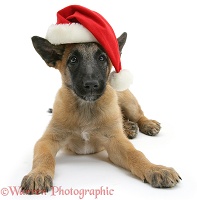 Belgian Shepherd Dog pup wearing a Santa hat