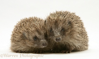 Pair of young Hedgehogs