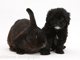 Black Pooshi (Poodle x Shih-Tzu) pup with black rabbit