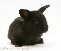 Baby black Lop rabbit