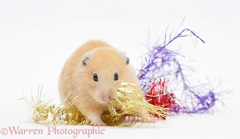 Golden Hamsters with Christmas decorations