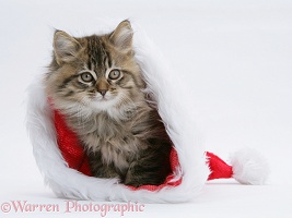 Maine Coon kitten, 8 weeks old, in a Santa hat
