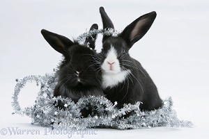 Black-and-white baby rabbits with tinsel