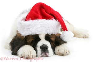 Saint Bernard puppy asleep wearing a Santa hat