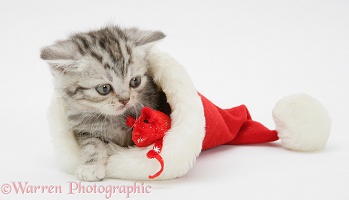 Tabby kitten in a Santa hat