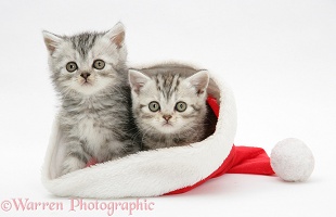 Tabby kittens in a Santa hat