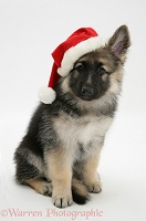 Alsatian pup wearing a Santa hat