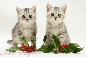 Silver tabby kittens with holly leaves and berries