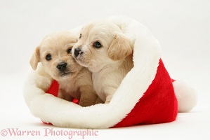 Westie x Cavalier pups in a Santa hat