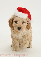 American Cockapoo puppy wearing a Santa hat