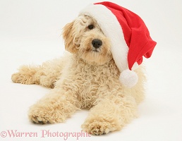 Cream Poodle wearing a Santa hat