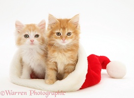 Ginger Maine Coon kittens in a Santa hat