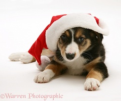 Border Collie puppy wearing a Santa hat