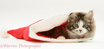 Maine Coon kitten, 8 weeks old, in a Santa hat