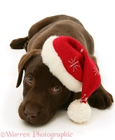Chocolate Labrador Retriever pup wearing a Santa hat