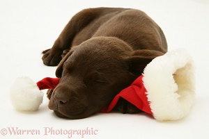 Chocolate Retriever pup asleep on a Santa hat