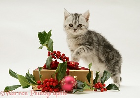 Silver tabby kitten with holly and Christmas parcel