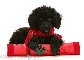 Black Miniature Poodle with Christmas cracker