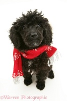 Black Miniature Poodle wearing a red scarf