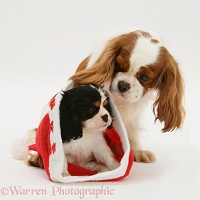 King Charles Spaniel with pup in a Santa hat
