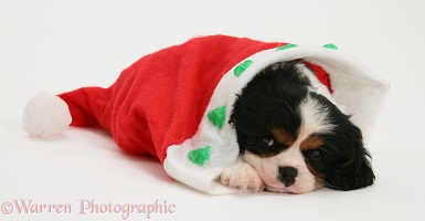 Sleepy King Charles puppy in a Santa hat