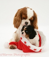 King Charles Spaniel with pup in a Santa hat