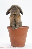 Lionhead-cross rabbit in a flowerpot