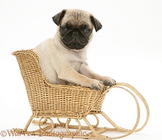 Fawn Pug pup in a wicker toy sledge