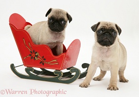 Fawn Pug pups with a wooden toy sledge