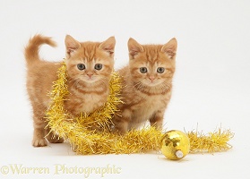 Red tabby kittens with tinsel and Christmas bauble