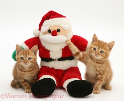 Ginger kittens with Santa toy
