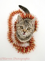Tabby kitten with tinsel
