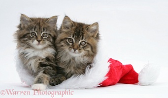 Maine Coon kittens, 8 weeks old, in a Santa hat