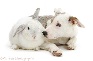 Border Collie-cross pup with a white rabbit