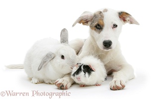 Border Collie-cross pup with a rabbit and guinea pig
