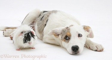 Border Collie-cross pup with a guinea pig