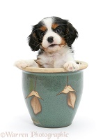 King Charles pup in a plant pot